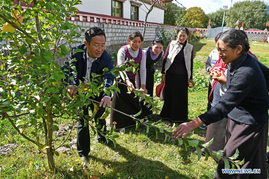 (InTibet) CHINA-TIBET-NYINGCHI-APPLE CULTIVATION PROFESSOR (CN) 