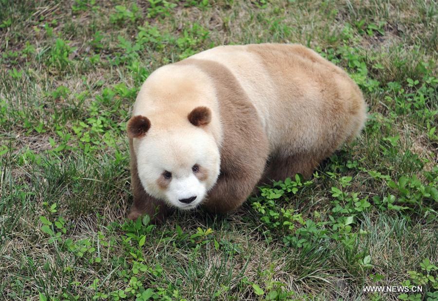 CHINA-SHAANXI-CAPTIVE BROWN GIANT PANDA-ADOPTION (CN)