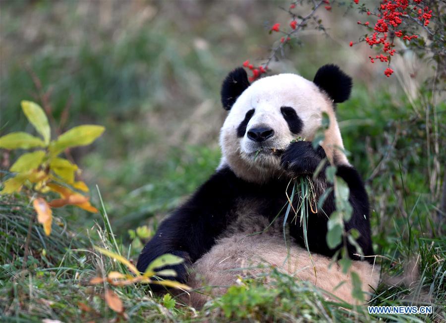 CHINA-XI'AN-QINLING-GIANT PANDA (CN)