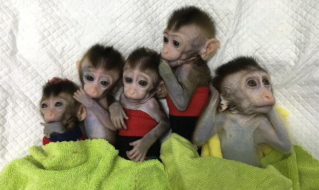 China clones gene-edited monkeys