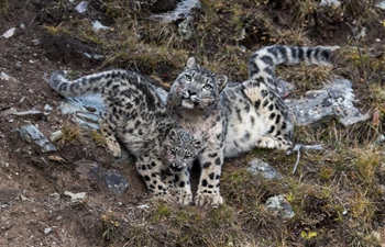 China home to between 2,000 and 2,500 snow leopards