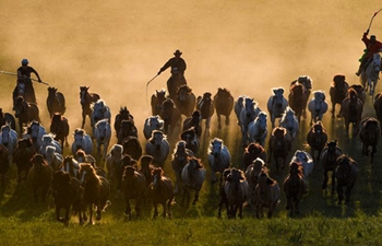 Herdsmen drive horses on grassland in Chifeng City, N China