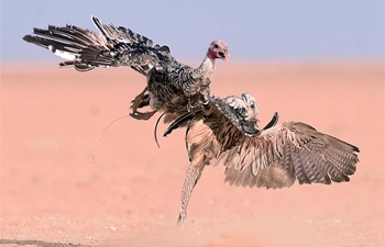 Falcon hunting show held in Kuwait