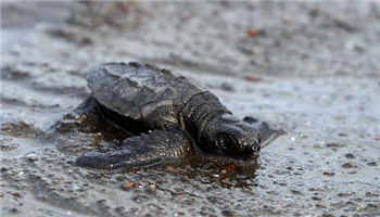 Sea turtle lay eggs at beach, Costa Rica