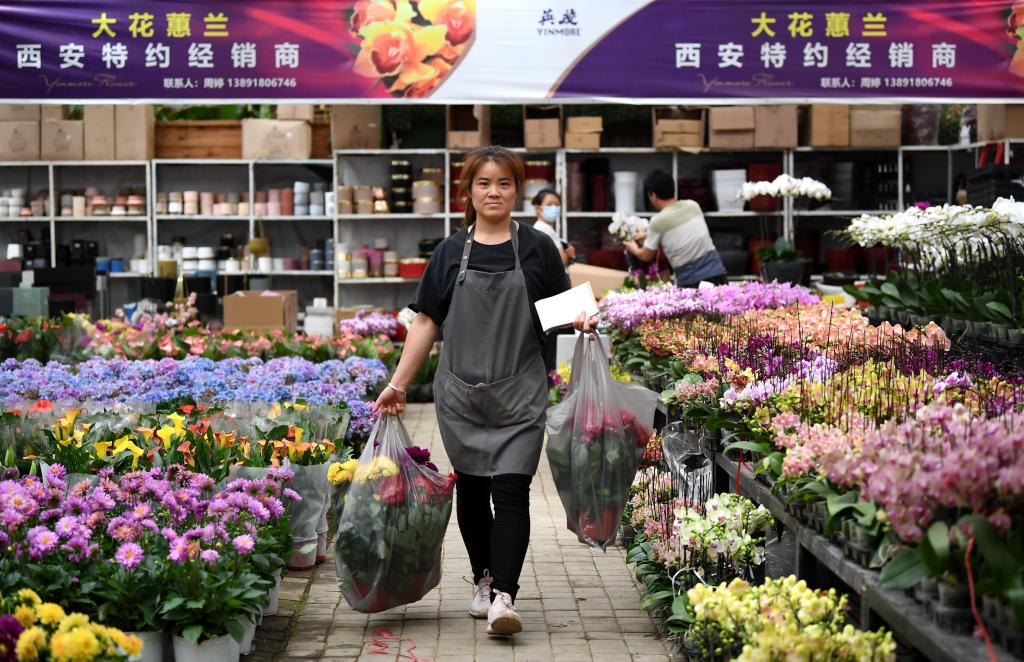 秦嶺腳下興起“花經濟”