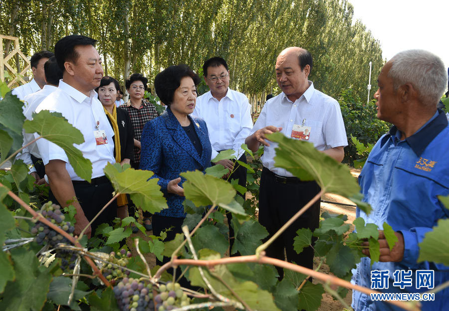 8月9日，中共中央政治局委員、中央統(tǒng)戰(zhàn)部部長、中央代表團(tuán)副團(tuán)長孫春蘭率中央代表團(tuán)三分團(tuán)，先后赴內(nèi)蒙古自治區(qū)烏海市、阿拉善盟看望各族干部群眾。這是孫春蘭在烏海市漢森酒業(yè)集團(tuán)的葡萄種植園了解葡萄種植情況。新華社記者 任軍川 攝