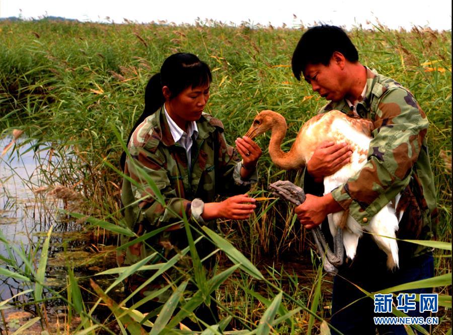 （圖文互動·新華全媒頭條）（5）一家人與一群鶴的生死相守