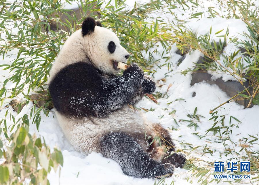 #（環(huán)境）（3）熊貓“戲”雪