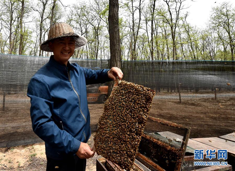 （在習近平新時代中國特色社會主義思想指引下——新時代新氣象新作為·圖文互動）（4）河南民權(quán)：三代造林人接力68年播綠黃河故道