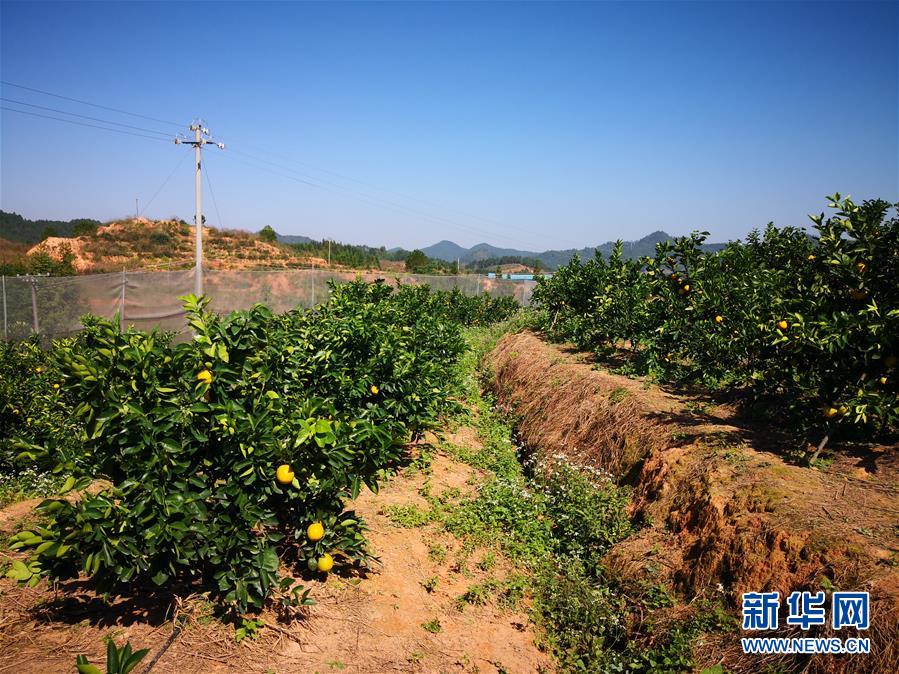 （在習(xí)近平新時(shí)代中國(guó)特色社會(huì)主義思想指引下·慶祝改革開放40周年·協(xié)調(diào)發(fā)展·圖文互動(dòng)）（4）臍橙“三變”見證40年變遷