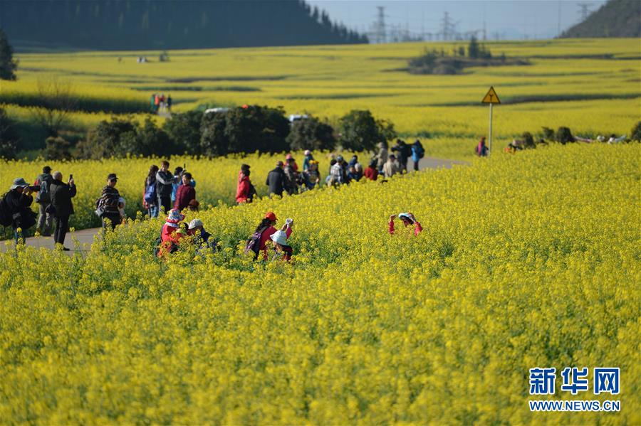 （在習(xí)近平新時(shí)代中國(guó)特色社會(huì)主義思想指引下——新時(shí)代新作為新篇章·圖文互動(dòng)）（7）高原春來早 云嶺開新篇 