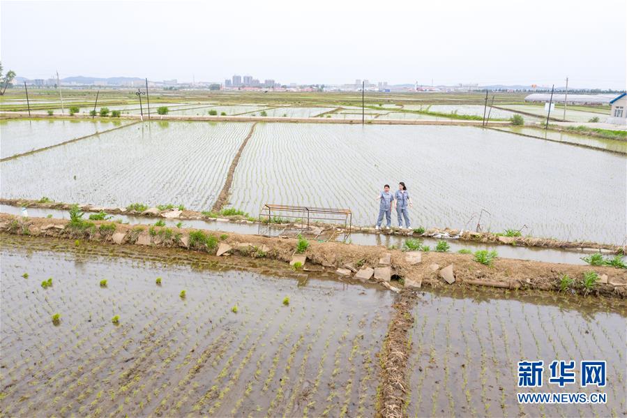 （在習(xí)近平新時代中國特色社會主義思想指引下——新時代新作為新篇章·圖文互動）（1）大學(xué)生種田讓農(nóng)民“老把式”開了眼——吉林長白山下的稻田新事