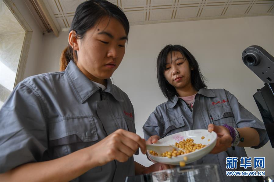 （在習(xí)近平新時代中國特色社會主義思想指引下——新時代新作為新篇章·圖文互動）（3）大學(xué)生種田讓農(nóng)民“老把式”開了眼——吉林長白山下的稻田新事