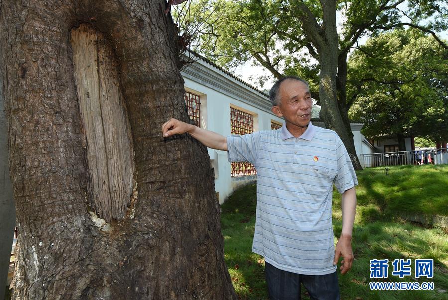 （壯麗70年·奮斗新時代——記者再走長征路·圖文互動）（2）“紅軍樹”下憶初心、守初心