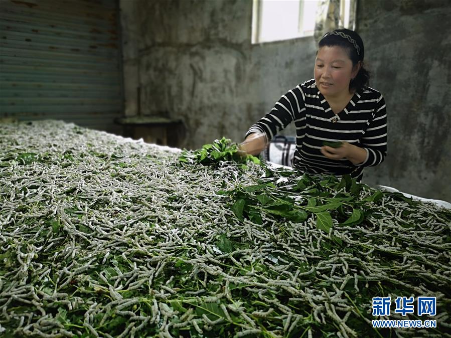 （決戰(zhàn)決勝脫貧攻堅·圖文互動）（1）桑蠶養(yǎng)殖助力太行山區(qū)農戶增收