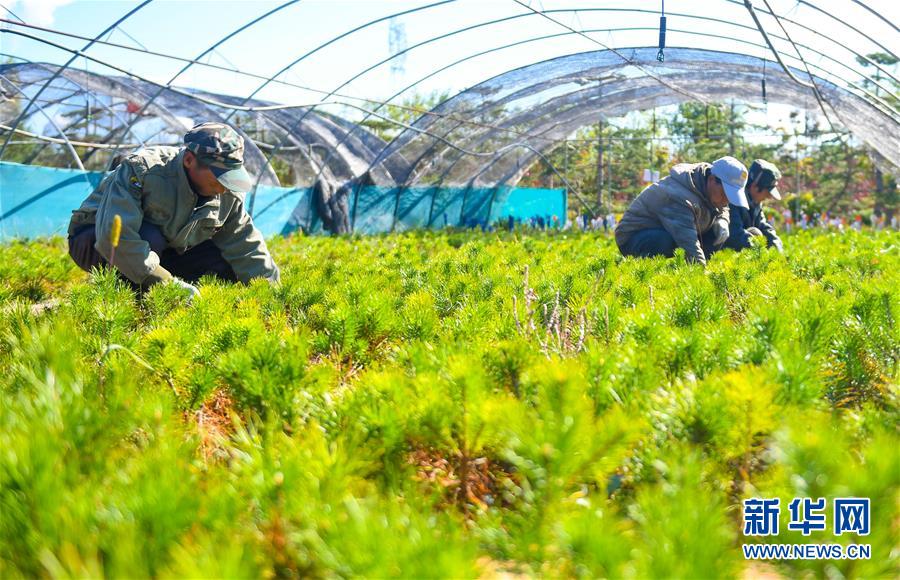 （在習近平新時代中國特色社會主義思想指引下——新時代新作為新篇章·習近平總書記關切事·圖文互動）（8）綠意，在黃沙中鋪展——我國防沙治沙紀實