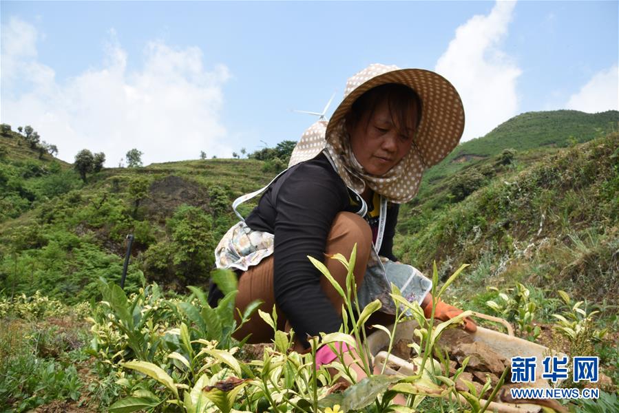 （新華全媒頭條·圖文互動(dòng)）（14）初夏，循著總書記的腳步探訪產(chǎn)業(yè)扶貧新事