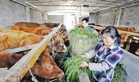 重慶微企總數(shù)增至11.83萬戶 帶動和解決就業(yè)88.85萬人