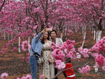 櫻花漫山，一份14年的等待