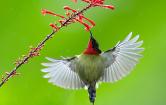 蜂鳥(niǎo)戲花