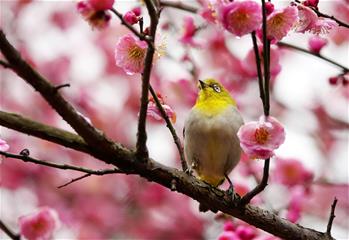 梅花開(kāi) 引鳥來(lái)