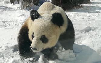 大熊貓雪地撒歡享受雪天樂(lè)趣