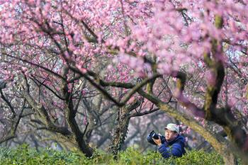 江蘇南京：梅花綻放引客來(lái)