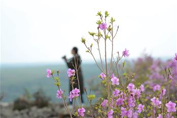 阿爾山：杜鵑花開(kāi)引客來(lái)