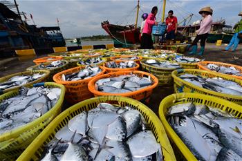 海南瓊海：秋來捕撈忙