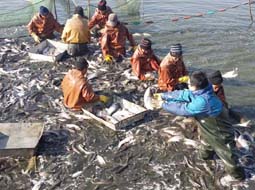 記者跟著漁民下水跟著分魚